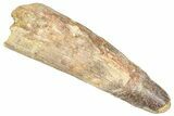 Fossil Spinosaurus Tooth - Feeding Worn Tip #373912-1